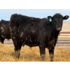 Image 11 : 9X Enterprises - 750# April Delivery Steers - 135 Head (Millicent, AB)