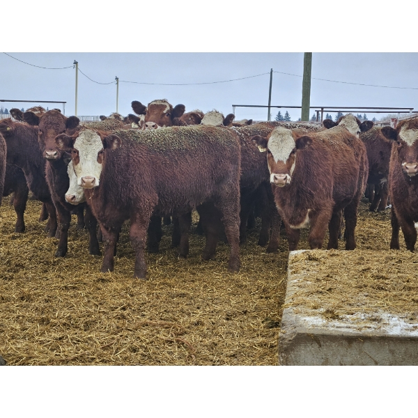 Chomistek Ranch - 10 RBF Heifers (Pen 317 - 319)