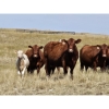 Image 10 : Logan Brothers (Rod, Barry & Bruce) - 615# October Delivery Heifer Calves - 80 Head (Oyen, AB)