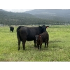 Image 5 : One Plus Cattle Co. - 640# November Delivery Steer Calves - 95 Head (Westwold, BC)