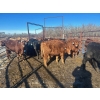 Image 7 : Turtleview Livestock - 750# February Delivery Steers - 81 Head (Goodlands, MB) VBP+