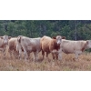 Image 3 : Ootsa Lake Cattle Co. - 980# September Delivery Grass Steers - 63 Head (Ootsa Lake, BC)