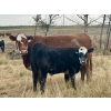 Image 9 : Darcy, Colton & Blake Reinhardt - 675# October Delivery Steer Calves - 90 Head (Nightingale, AB)