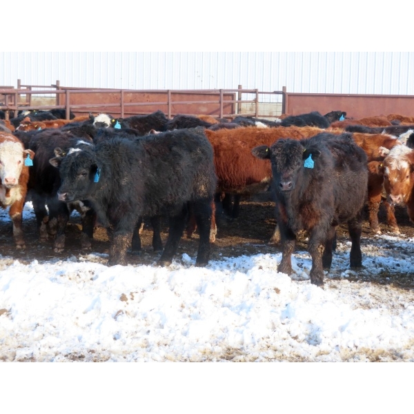 Bezan Cattle Corporation - 725# April/May Delivery Steers - 80 Head (Midale, SK)