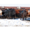 Image 1 : Bezan Cattle Corporation - 725# April/May Delivery Steers - 80 Head (Midale, SK)