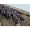 Image 5 : South Island Farms - 880# March/April Delivery Steers - 140 Head (Bow Island, AB)