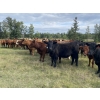 Image 6 : Anchor C Cattle Company - 900# October Grass Heifers - 68 Head (Sundre, AB)