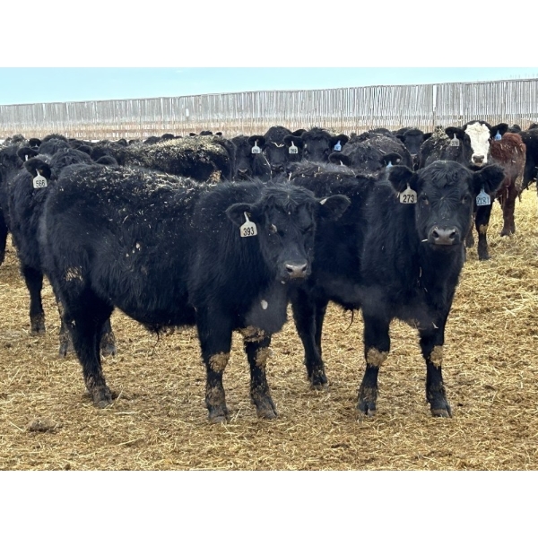Hegedys Ranching - 825# January Weaned Steers - 300 Head (Acme, AB)