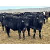 Image 1 : Hegedys Ranching - 825# January Weaned Steers - 300 Head (Acme, AB)