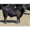 Image 5 : Colven Cattle Co. - 675# Sept/Oct Delivery Steer Calves - 65 Head (Bethune, SK)