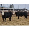 Image 2 : Bull Tough Welding (Come Bouvier) - 1 Black 2nd Calver (Pen 406)