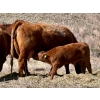 Image 6 : Meyer Cattle Inc. - 10 Red Angus X 4th Calf Pairs (Lethbridge, AB)