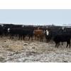 Image 6 : The Y Cattle Co. Ltd. - 650# March Delivery Heifers - 61 Head (Crossfield, AB)