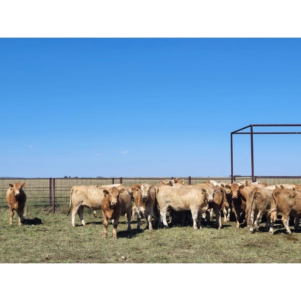 Spring Creek Colony - 1140# September Delivery Grass Heifers - 56 Head (Central Butte, SK)