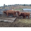 Image 4 : Ootsa Lake Cattle Co. - 15 Red Angus X April/May Calving Bred Heifers (Ootsa Lake, BC)