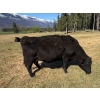 Image 3 : Kingsclere Ranch - 40 Angus X Mature Pairs (Parson, BC)