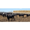 Image 5 : Cattlewood Farms Ltd. - 825# June/July Delivery Heifers - 76 Head (Fincastle, AB)