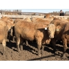 Image 9 : Williamson Farms - 1025# April Delivery Heifers - 291 Head (Bow City, AB)