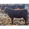 Image 6 : Twisted K Limousin - 680# February Delivery Heifers - 70 Head (Byemoor, AB)