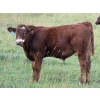 Image 4 : Les & Sharlene Bjorge - 575# October Delivery Steer Calves - 45 Head (Eckville, AB)