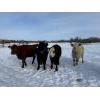 Image 5 : Steven Bartel - 975# July Delivery Heifers - 63 Head (Carroll, MB)