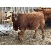 Image 5 : Regehr Land & Cattle - 850# March Weaned Steers - 70 Head (Linden, AB) VBP+