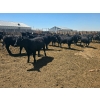 Image 8 : M.S. MacLean Livestock - 1000# May Delivery Steers - 78 Head (Coaldale, AB)