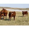 Image 1 : Paul & Krysten Gravelle - 550# October Steer Calves - 100 Head (Ceylon, SK) VBP+