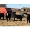Image 3 : Eric Dublanko - 575# November Delivery Steer Calves - 110 Head (Thorsby, AB)