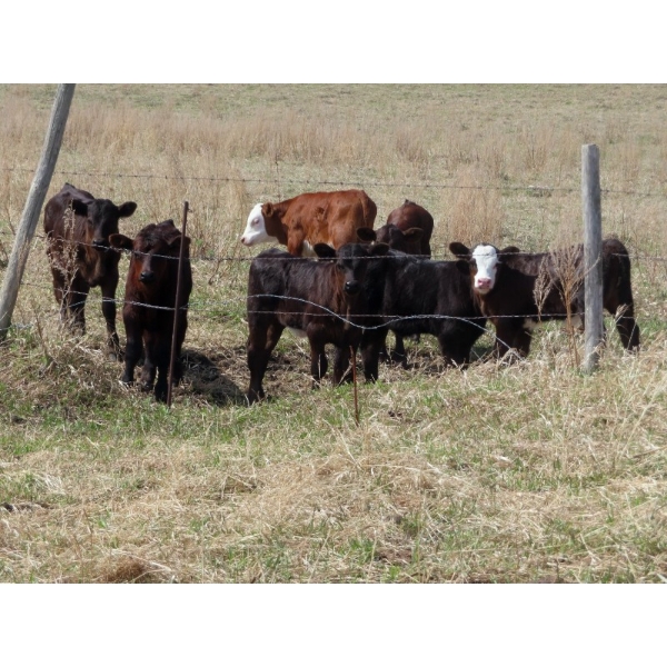 Lamb Cattle Company - 525# October Delivery Steer Calves - 230 Head (Hanley, SK)