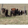 Image 1 : Lamb Cattle Company - 525# October Delivery Steer Calves - 230 Head (Hanley, SK)