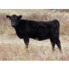 Image 3 : L & J Ranch - 585# Oct/Nov Heifer Calves - 54 Head (Harptree, SK)