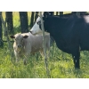 Image 5 : Midpoint Farms - 700# February Delivery Weaned Steers - 180 Head (Drayton Valley, AB)