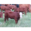 Image 18 : Storle Farms Ltd. - 630# October Delivery Steer Calves - 88 Head (Lake Alma, SK)