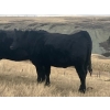 Image 5 : One Mile Ranch - 13 Black Angus Spring Calving Bred Heifers (Cowley, AB)