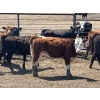 Image 5 : JDC AG - 750# August Delivery Heifers - 80 Head (Yorkton, SK)