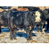 Image 10 : East Hilltop Holdings - 700# January Weaned Heifers - 80 Head (Carstairs, AB)