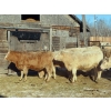 Image 5 : Owen Sellman - 800# February Delivery Heifers - 75 Head (McCreary, MB)