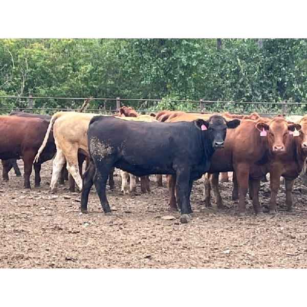 Brandt Boys Beef & Grain - 950# August Yearling Heifers - 67 Head (Tolstoi, MB)