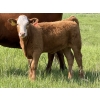 Image 6 : Gerald Lawrence - 670# October Delivery Heifer Calves - 90 Head (Pine Lake, AB)