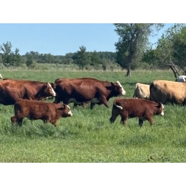 Rupert Farms - 880# November Delivery Weaned Steers - 69 Head (Lac du Bonnet, MB)