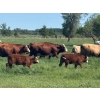 Image 1 : Rupert Farms - 880# November Delivery Weaned Steers - 69 Head (Lac du Bonnet, MB)