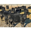 Image 2 : Schunicht Farms - 775# March Delivery Heifers - 155 Head (Strathmore, AB)