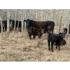 Image 8 : C & L Livestock - 30 Black 2nd Calf 3-Way Pairs (Edam, SK) VBP+
