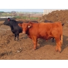 Image 4 : Little Rainbow Ranch - 950# July/August Delivery Steers - 65 Head (Moosomin, SK)