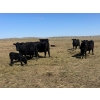 Image 5 : Birch Lake Ranch & W1 Ranching - 550# October Delivery Steer Calves - 100 Head (Medicine Hat, AB)