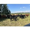 Image 2 : J Lazy A Ranch - 810# Aug/Sept Grass Heifers - 77 Head (Lymburn, AB)