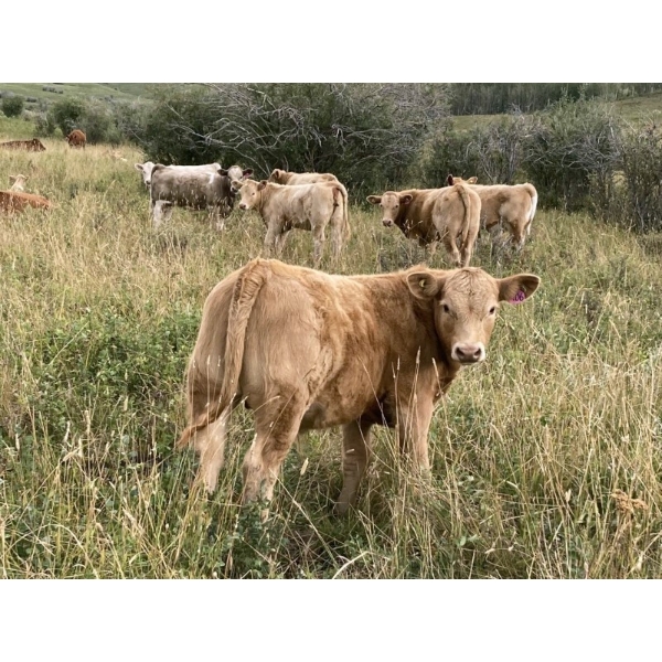 Lindy Greig  - 550# Sept/Oct Delivery Steer Calves - 37 Head (Nanton, AB)