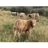 Image 1 : Lindy Greig  - 550# Sept/Oct Delivery Steer Calves - 37 Head (Nanton, AB)
