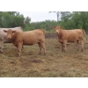Image 10 : Taylor Enterprises Inc. - 900# Sept/Oct Delivery Grass Heifers - 140 Head (Wawota, SK)